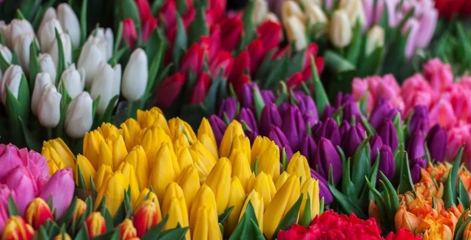 banner-1